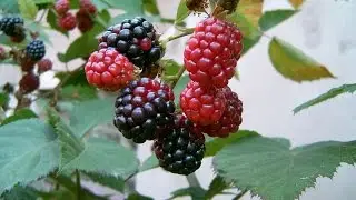 Amoras fruta que gera lucro
