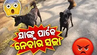 🌄ସକାଳୁ ପାର୍କରେ ଫୁଲ୍ ମସ୍ତି 😂କଲୁ ଟୁଙ୍ଗୁରୁ ସହ ଏମିତି ମଜା ଦିନ ଆଉ ନାହିଁ 😄ଭିଡିଓଟା ଶେଷ ପର୍ଯ୍ୟନ୍ତ ଦେଖନ୍ତୁ ❤️🙏