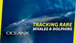 Hidden Marine Life of the UAE: Tracking Rare Whales and Dolphins