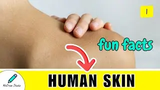 Human Skin Fun Facts You Need to Know 🌟 - Amazing Info & More!