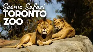 Toronto Zoo Scenic Safari | Opening Day Drive Through and Review