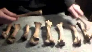 'Teardrop' by Massive Attack played on sheep bone xylophone