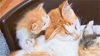 Tiny naughty Kitten waking up mom Cat by force, so cute!