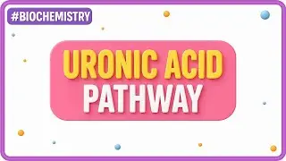 18. Uronic Acid Pathway&ndash; Reactions & Clinical Significance | Biochemistry | USMLE High-Yield Lecture