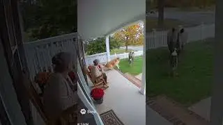 Brave Dog Saves Grandma from Rhino Attack 🐕🦏 #shorts  #marvel #rescueefforts #cute #animals #husky