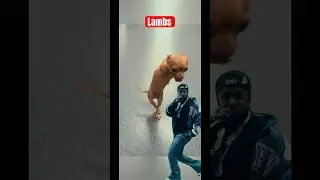 2-legged dog defies all odds&mdash;jumping to Kendrick Lamar like a champ 🐶🔥 #Inspiration #KendrickLamar