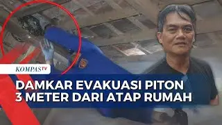 Damkar Evakuasi Ular Piton 3 Meter dari Atap Rumah Warga