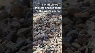 Can spider silk suspend a boulder? No, but it can suspend this rock!
