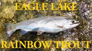 Amazing Eagle Lake Rainbow Trout!