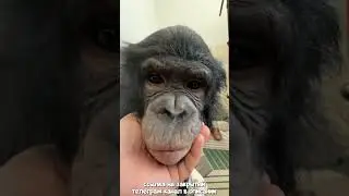 Как Я Будил Шимпанзе Боню на День Всех Влюблённых?