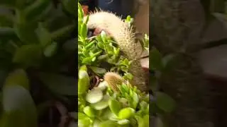 #short#shortاكسبلور #nature #plants #عشقالطبيعه #حكم_وأقوال_العظماء