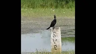 Local birds #love #bgm #song #wildlifephotography #musicgenre #music  #musicsong #nature #video