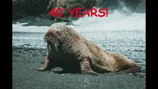How Long Can A Walrus Live? | Basic Info