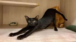 6 Minutes of Random Memes of animals #34