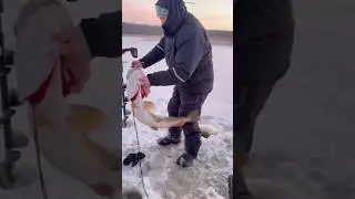 ЩУКА, ЯКОРЬ, ДВЕ ПРИМАНКИ