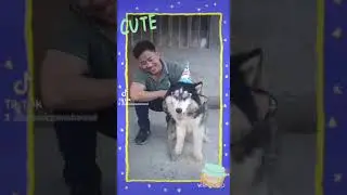 Happy Barkday Kronos! | Permission to dance| Dynamite BTS