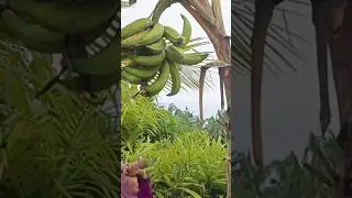 PANEN PISANG NANGKA BIKIN PISANG KEJU PANGGANG#kebundapuraisyah#berkebun#gardening#fromgardentotable