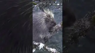 7 Incredible Animal Facts! Educational Animals Video #animals #facts #animalfacts