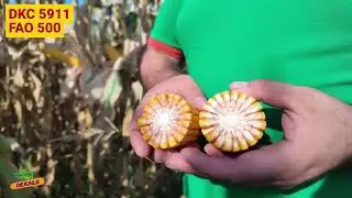 🌽 13 ტონა ურწყავ ნაკვეთში | DKC 5911-ის შედეგი ლაგოდეხში | ფერმერი ვანო გვარამაძე