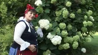Петкана Колева- Слънцето трепти, залязва