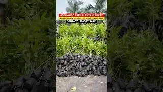 BUY AGARWOOD PLANTS AT REASONABLE PRICE || AGARWOOD TREE PLANTS NURSERY #agarwood #agarwoodtree #oud