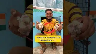 Kabutar Ke bhccho🕊️ ki adla Badali Kardi￼😍🫶 #pigeon #kabutar #petvlogger #minivlog #birds #shorts