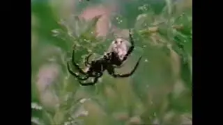 VHS Find - The World Of The Diving Spider, vintage educational nature film