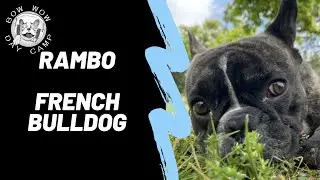French Bulldog Dog Training | Rambo | 3 Week board & Train