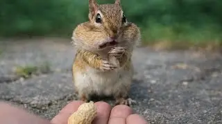 Squirrels: The Tiny Acrobats That Will Amaze You 🐿️ | Incredible Facts & Hidden Secrets | Squirrels