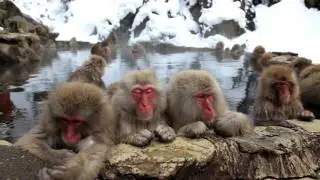 CAC Animal Behavior Series: Animal Culture