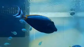 Stress relief video|fishaquarium| #relaxingvideo|#bigfish #fishshorts #shorts #viralvideo