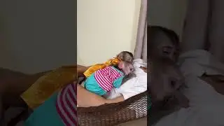 Obedient Baby Monkey