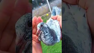 #music #love #birds #pigeonlaver #bird