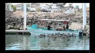 Rentals in Puerto Pe&ntilde;asco