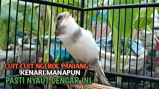 kenari gacor panjang Cuit Cuit EMOSI, Pancingan Kenari Paud Belajar Bunyi, terapi AMPUH Kenari MACET
