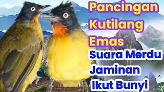 Suara Merdu Pancingan Kutilang Emas Bener Bener GACOR