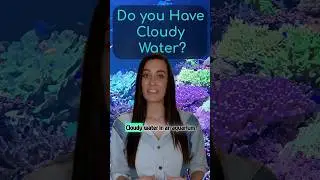 How to Fix Cloudy Aquarium Water FAST! | Blue Earth Aquariums Palm Beach