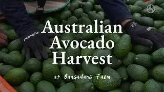 Australian Avocado Harvest