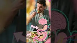 The Gut Brain Secret to Aging Well