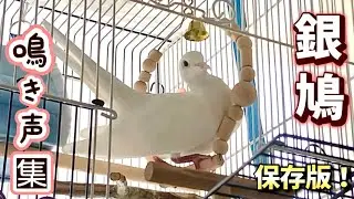 真っ白な鳩！ギンバトってどんな鳴き声？どんな時に鳴くの？《ジュズカケバト白変種》