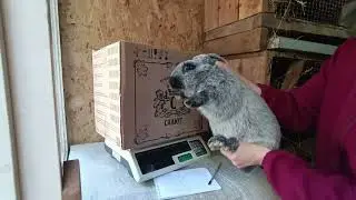 МЯСО!!! Кролики Полтавское серебро!!!