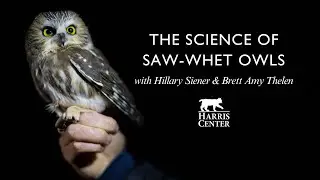 The Science of Saw-whet Owls | Harris Center for Conservation Education