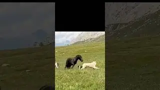 Stallion saved the foal
