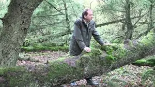 Nieuwe Wildernis Drenthe