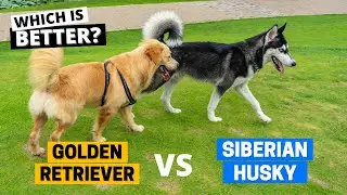 Golden Retriever vs Siberian Husky - Which is Better?