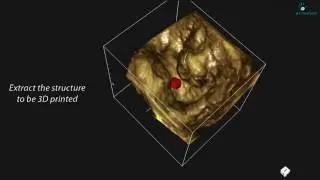 Extraction for 3D printing from a 4D ecography