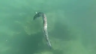 Found Eel and Boat Wreck while Snorkeling for Sea Treasure!