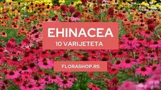 Ehinacea | Flora Shop