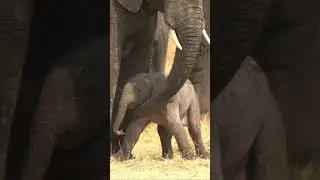 Amazing.  Newly born baby. Elephant.