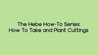 The Hebe How-To Series: How To Take and Plant Hebe Cuttings | The Hebe and New Zealand Plant Society